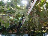 cesme-oteller-18
